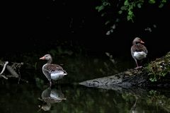 Wilde Gänse ganz ruhig