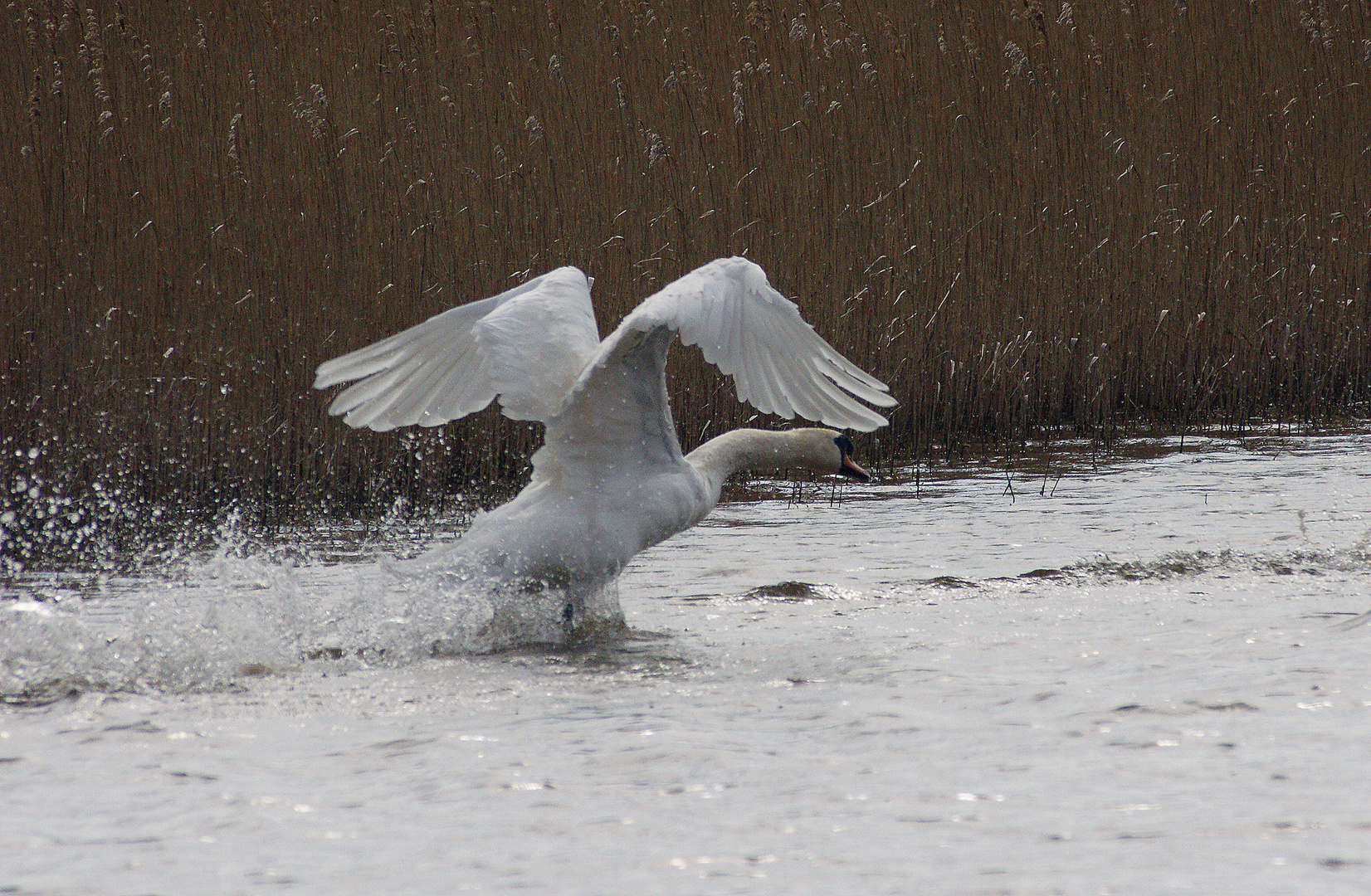 Wilde Gans