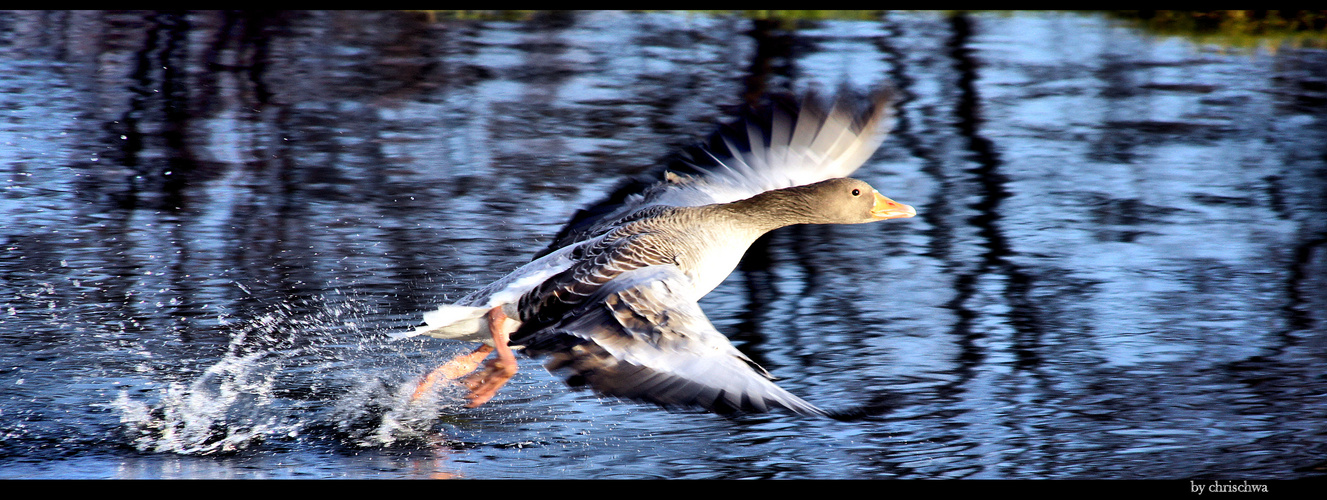 "wilde Gans"