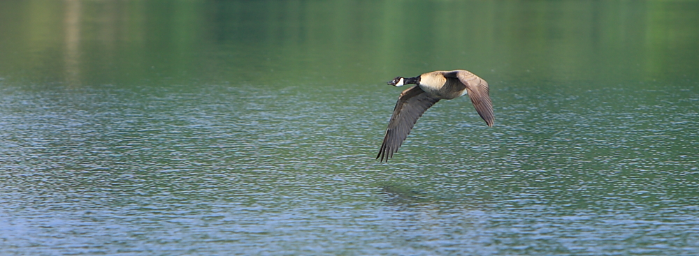 Wilde Gans im Tiefflug