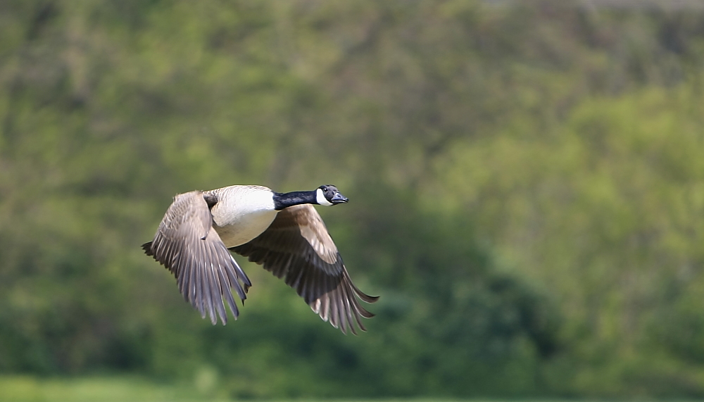 Wilde Gans in Attacke