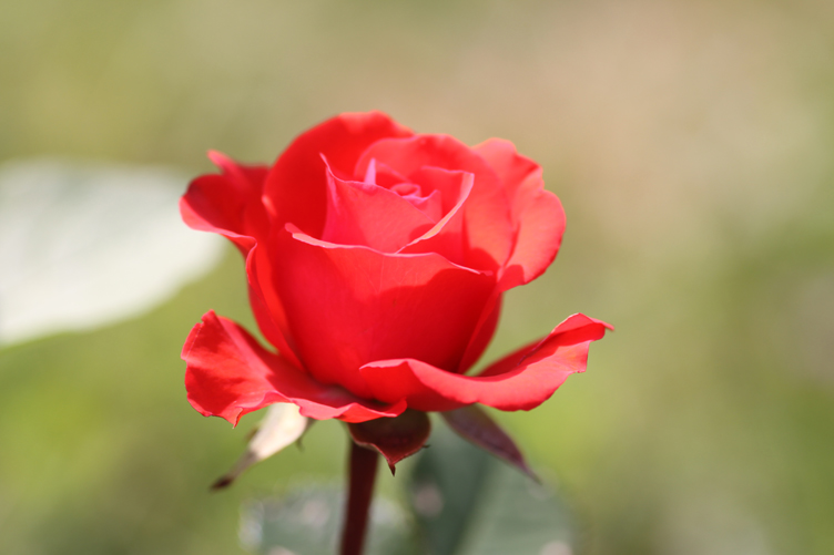 wilde Gartenrose