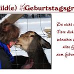 Wilde Geburtstagsgrüße