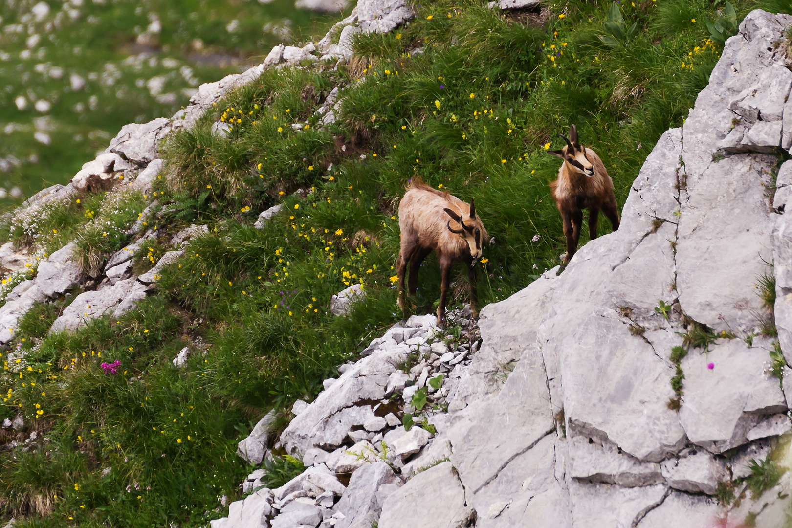 Wilde Geißlein beim Bergsteigen