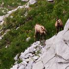 Wilde Geißlein beim Bergsteigen