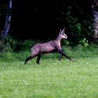 Wilde Gemse auf der Schwäbischen Alb