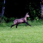 Wilde Gemse auf der Schwäbischen Alb