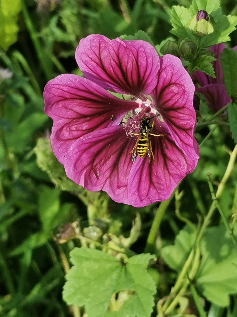 Wilde Geranie mit Wespe... 