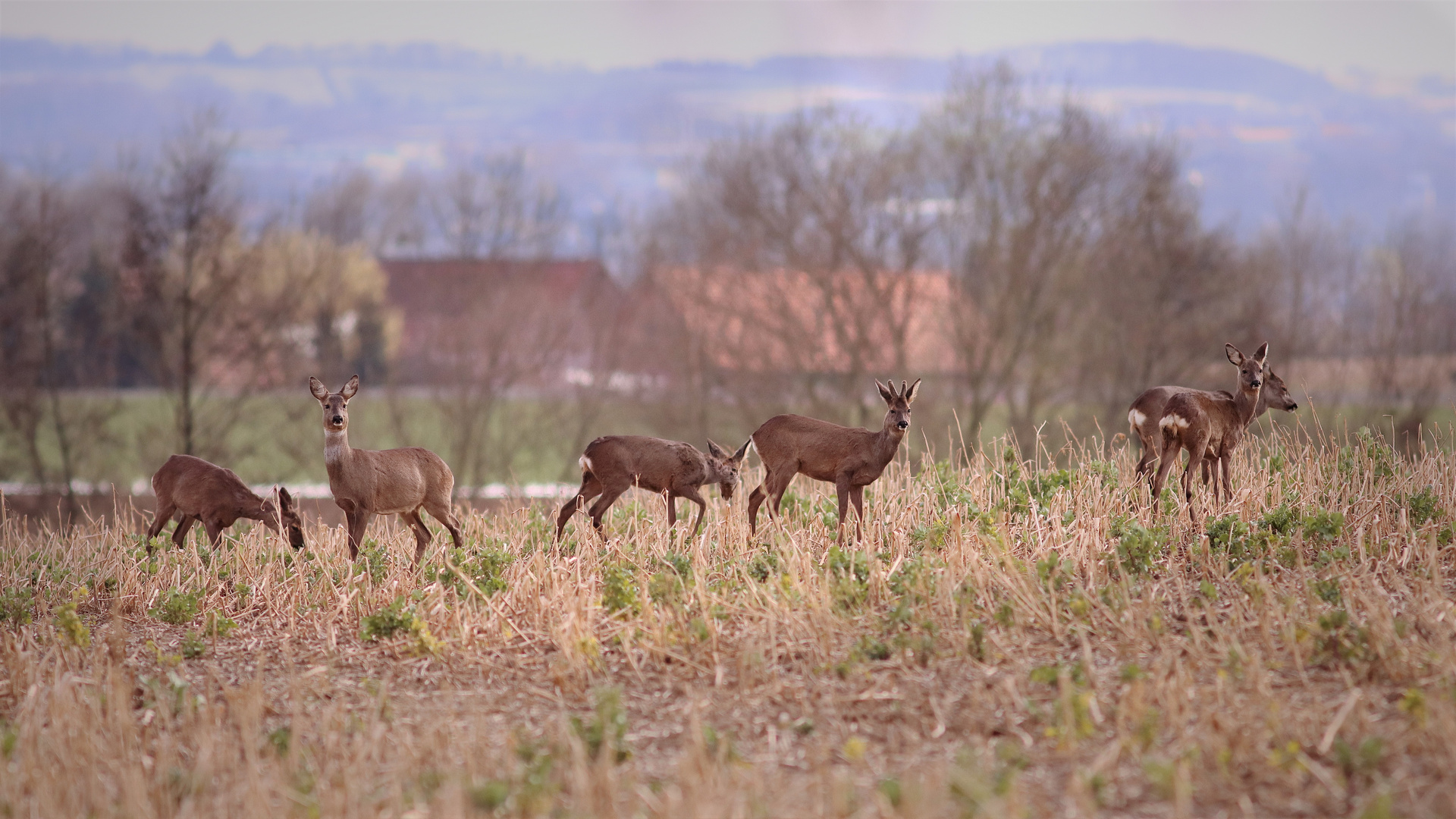 Wilde Gesellschaft