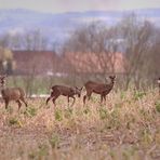 Wilde Gesellschaft