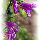 Wilde Gladiole