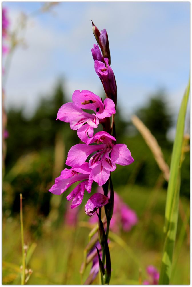 Wilde Gladiole Foto & Bild pflanzen, pilze & flechten, blüten