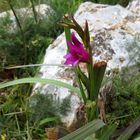 Wilde Gladiole