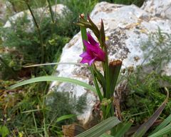 Wilde Gladiole