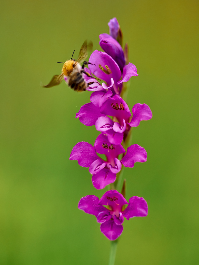 Wilde Gladiole 