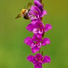 Wilde Gladiole 