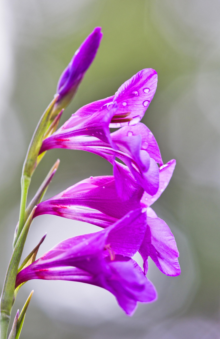 Wilde Gladiole mit Wassertropfen