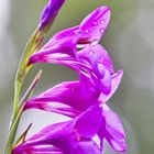 Wilde Gladiole mit Wassertropfen