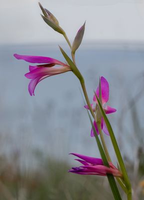 Wilde Gladiolen (gladiolus italicus) bei Kerames, Kreta