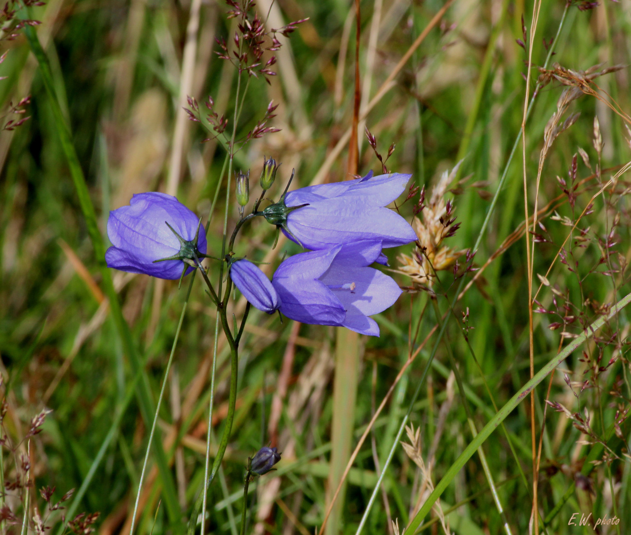 Wilde Glockenblume (Campanula rotundifolia)