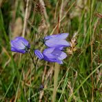 Wilde Glockenblume (Campanula rotundifolia)