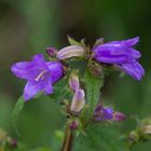 WILDE GLOCKENBLUME