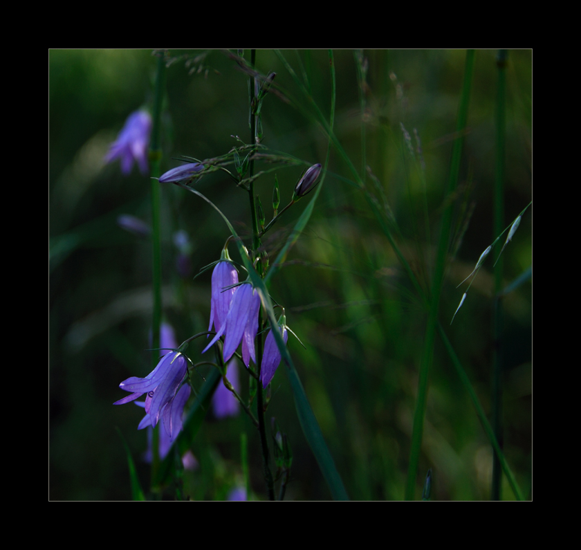 wilde Glockenblumen #1