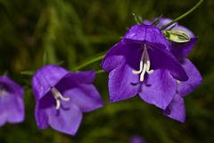 Wilde Glockenblumen