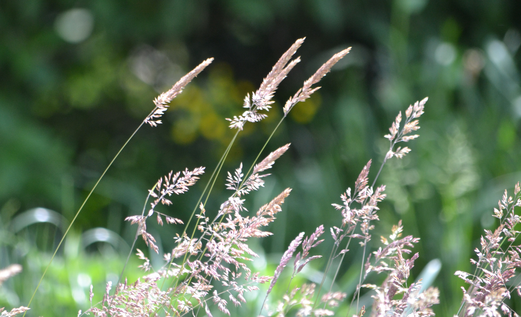 Wilde Gräser im Wind