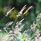 Wilde Gräser im Wind