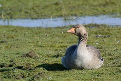 Wilde Graugans im Querschnitt auf Borkumer Feuchtwiesen