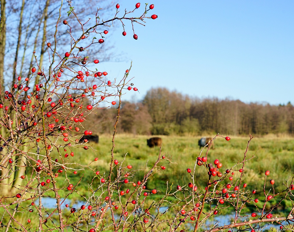 Wilde Hagebutten