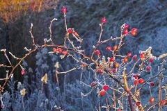 Wilde Hagebutten im festen Griff von Väterchen Frost