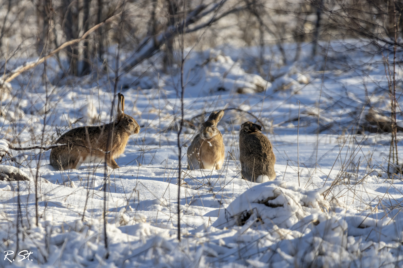 Wilde Hasen im Schnee 