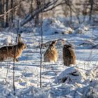 Wilde Hasen im Schnee 