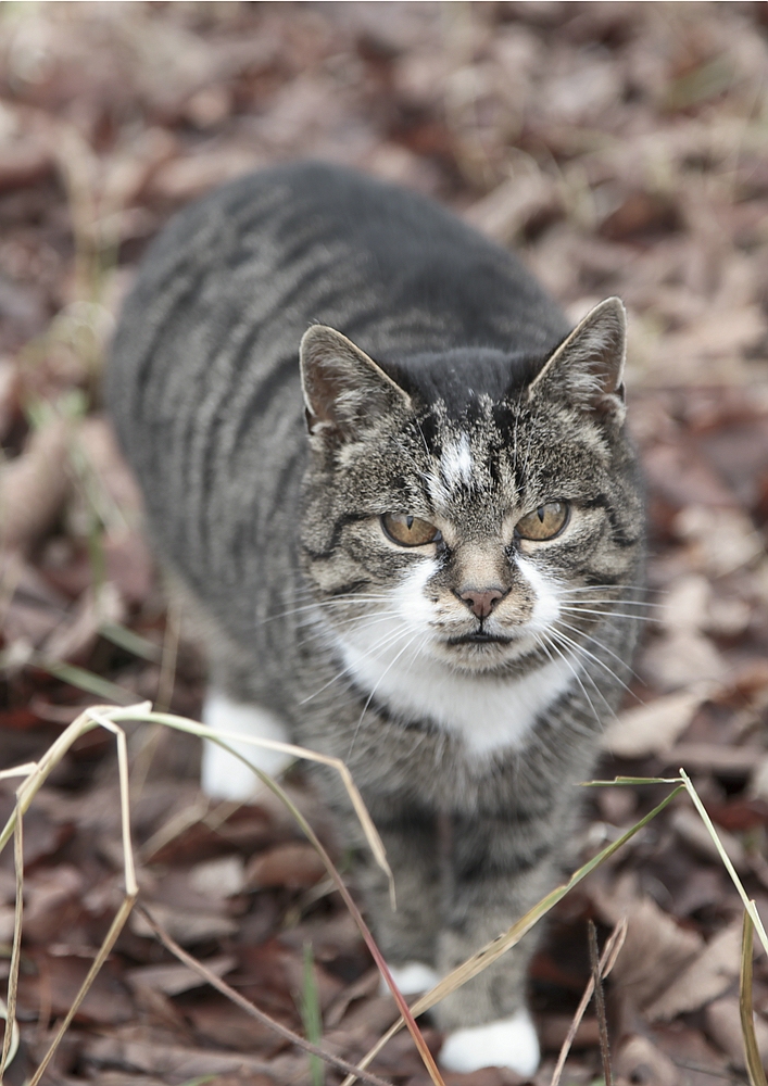 Wilde Hauskatze