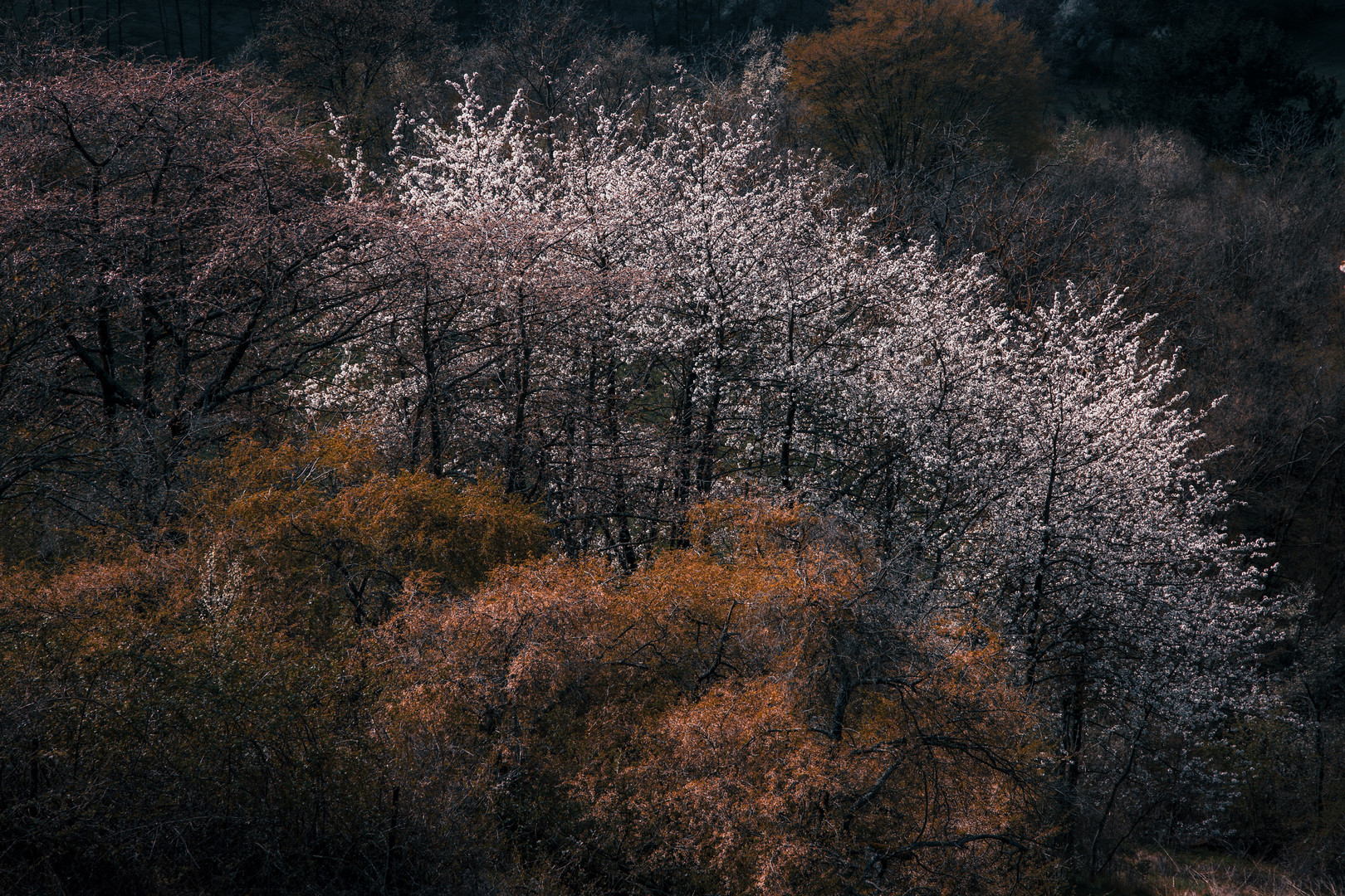 Wilde Heckenlandschaft.