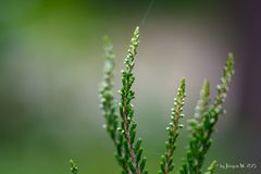 Wilde Heide