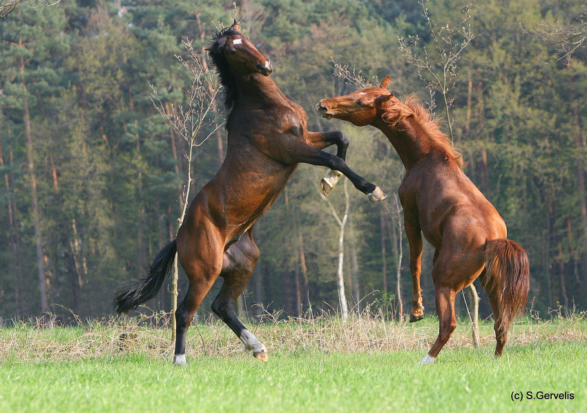 Wilde Hengste