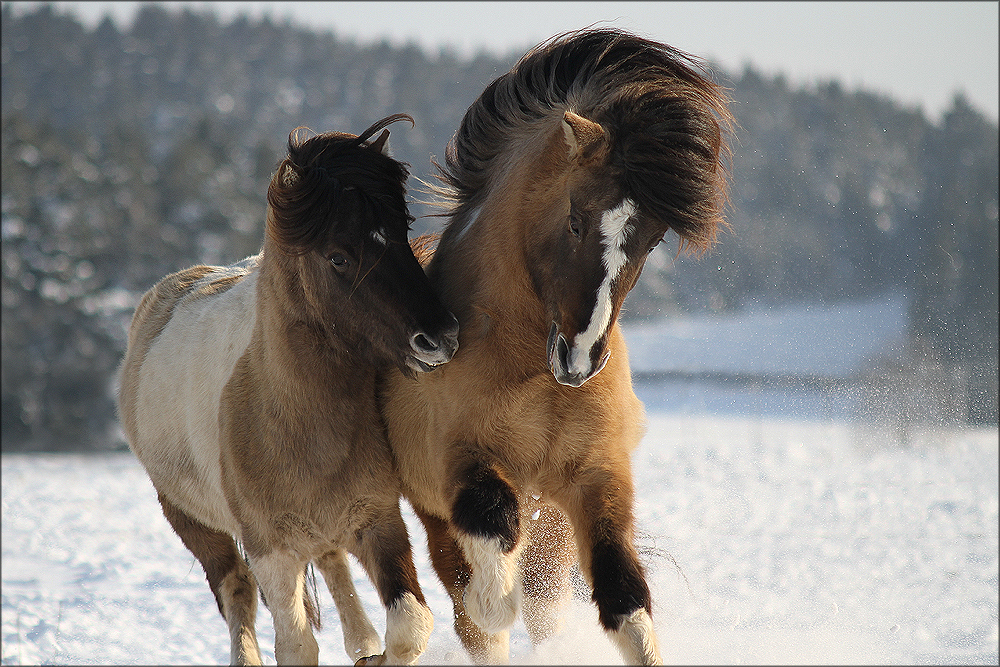 Wilde Hengste!