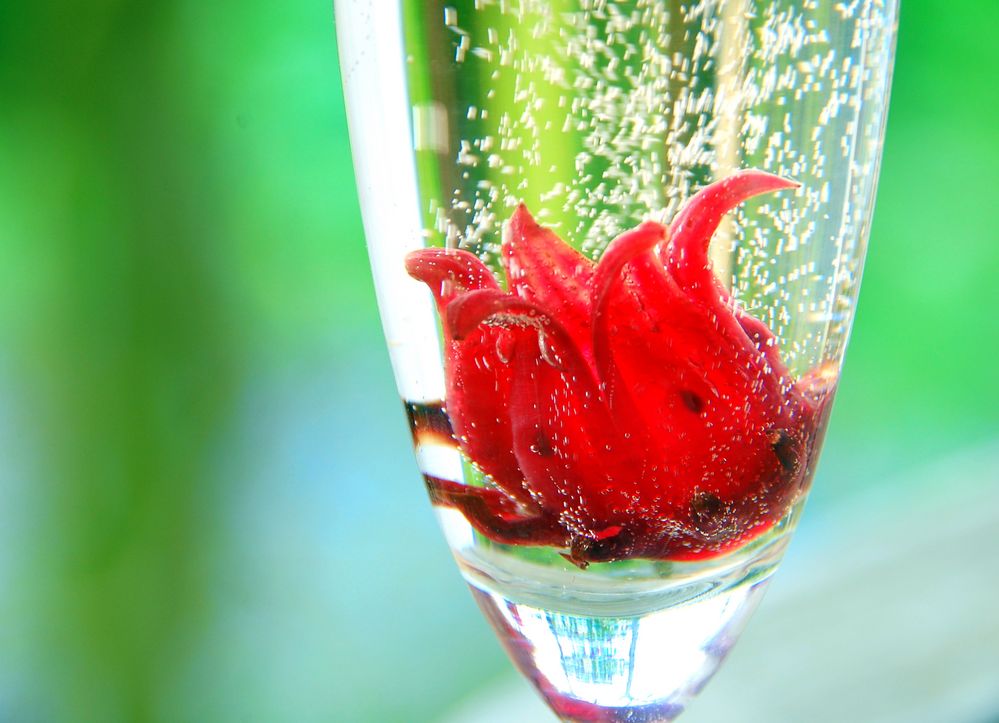 Wilde Hibiskusblüte in Sekt