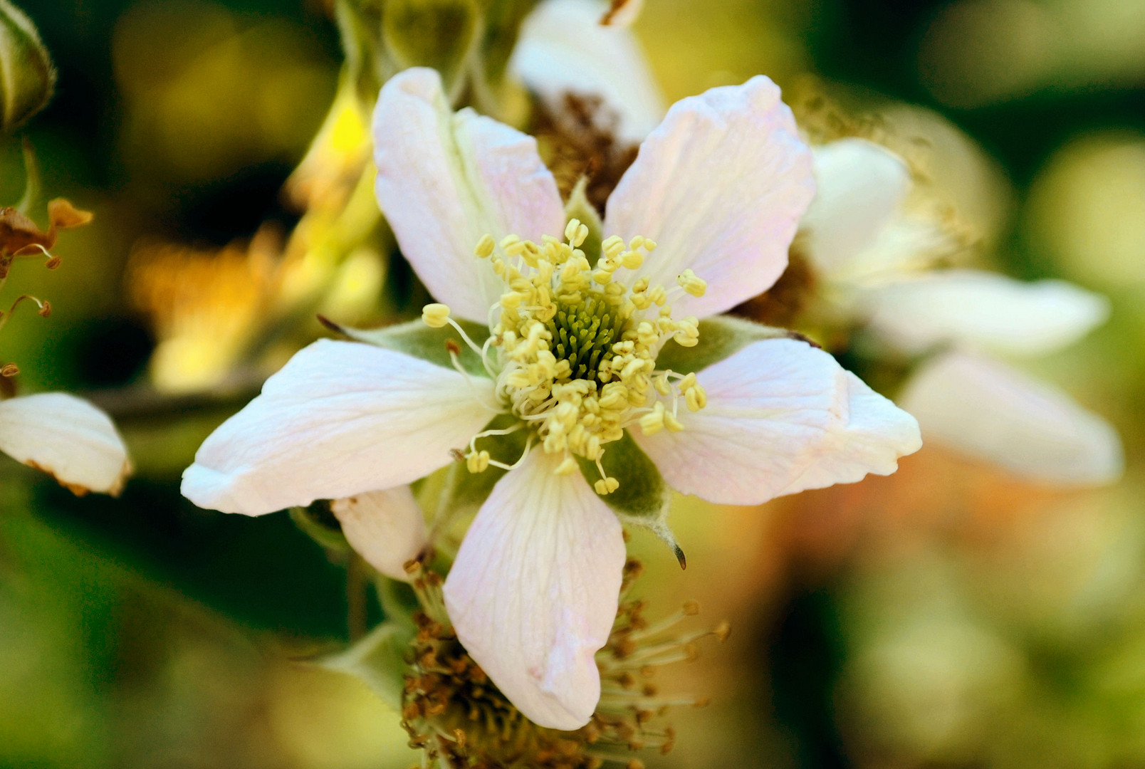 Wilde Himbeerblüte