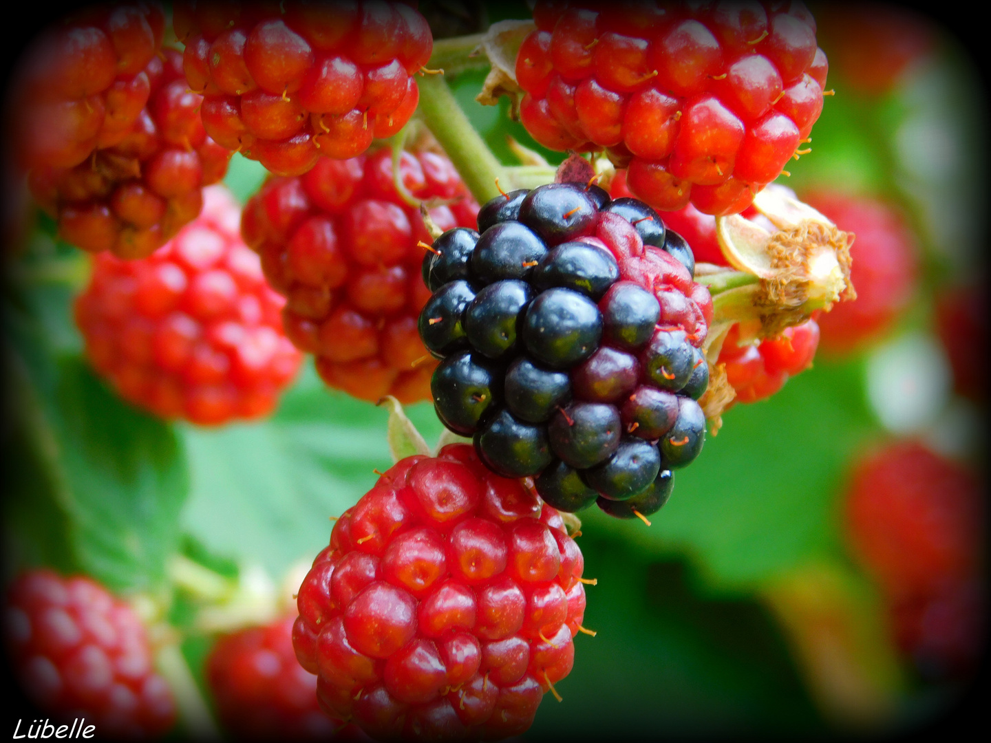 Wilde Himbeeren