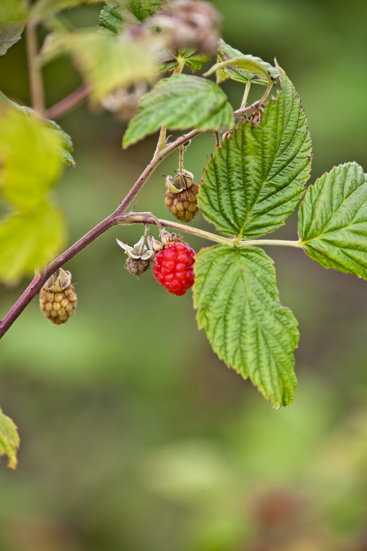 wilde Himbeeren