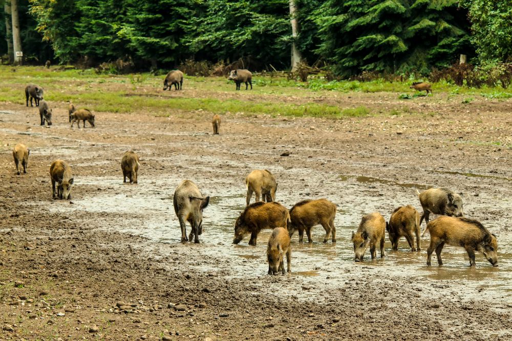 Wilde Horde