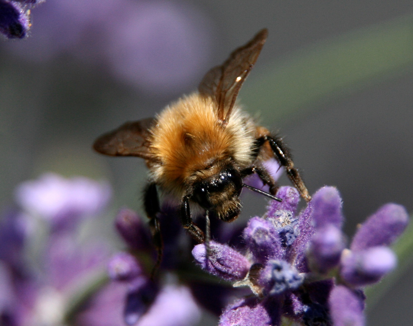 wilde Hummel