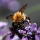 wilde Hummel