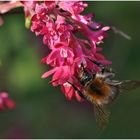 Wilde Hummel