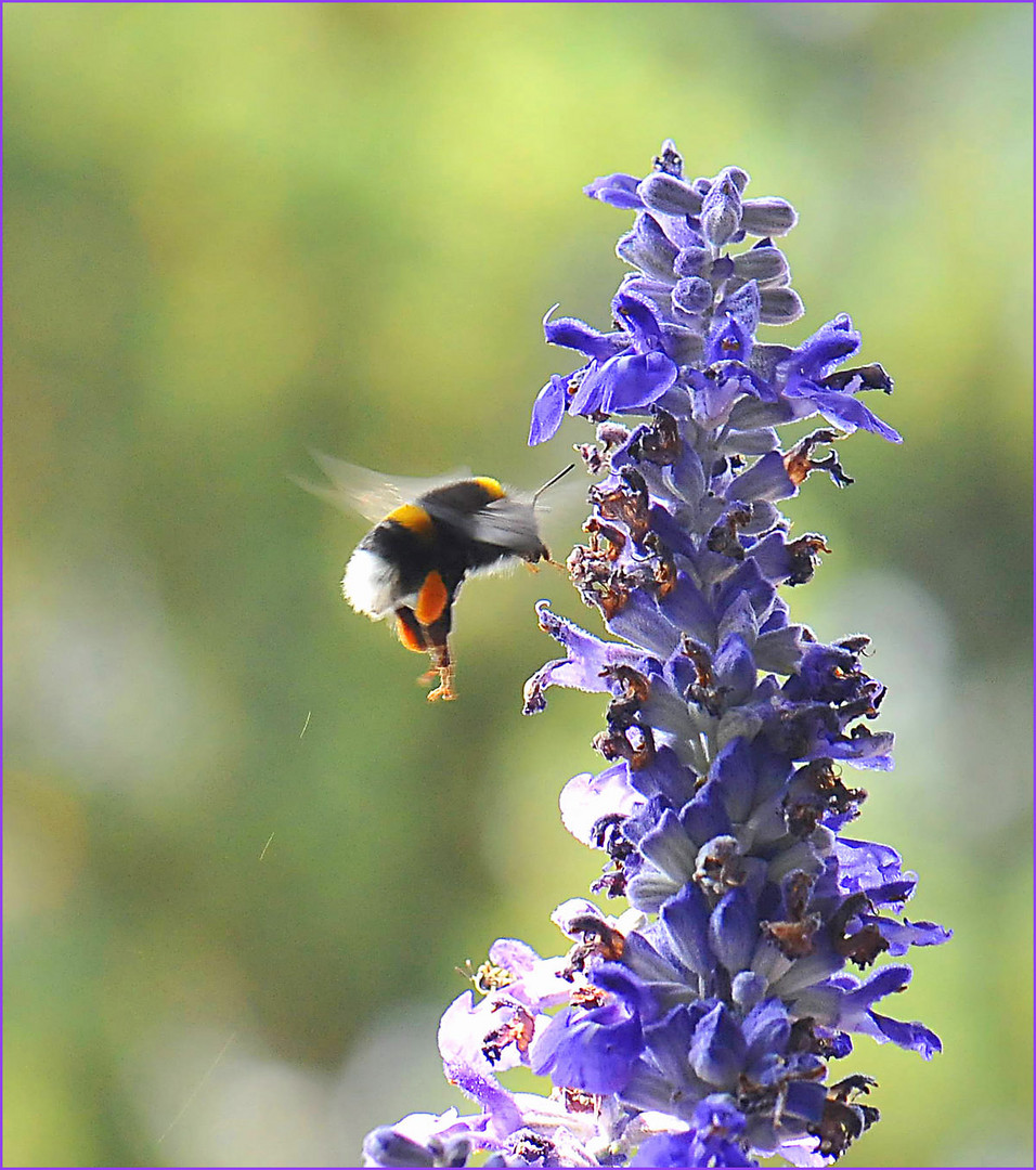 wilde Hummel