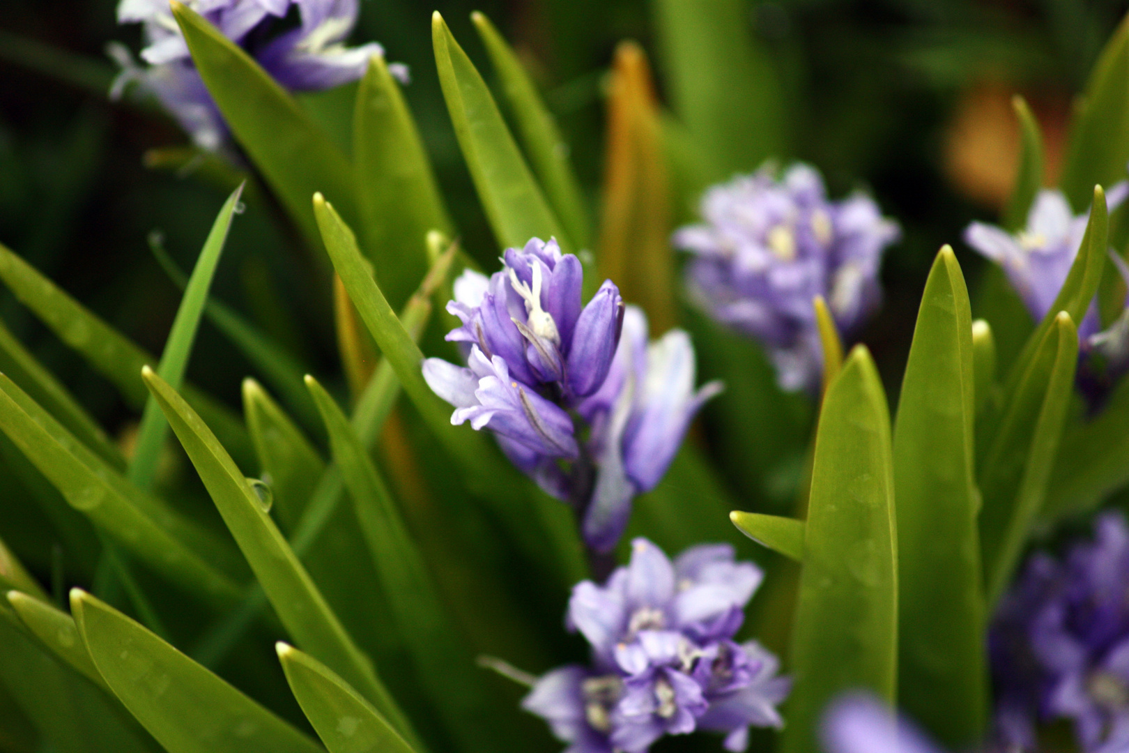 wilde Hyacinthen